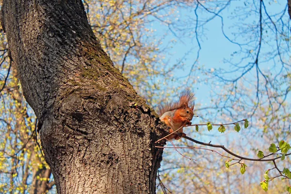 Wiewiórka Wysokim Drzewie Gryząc Orzechy Wiosenny Dzień Przed Jasnym Niebie — Zdjęcie stockowe