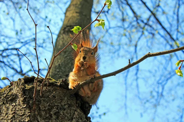 Wiewiórka Wysokim Drzewie Gryząc Orzechy Wiosenny Dzień Przed Jasnym Niebie — Zdjęcie stockowe
