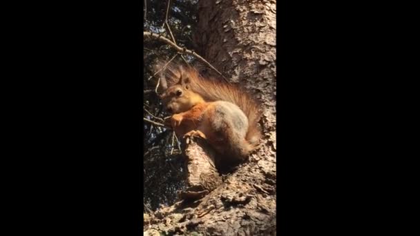 Eichhörnchen Auf Einem Hohen Baum Nagt Einem Frühlingstag Einem Klaren — Stockvideo