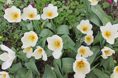 White tulips in a flower bed close-up