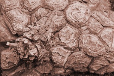 Kaktüslerin alışılmadık ahşap dokusu yakın çekim