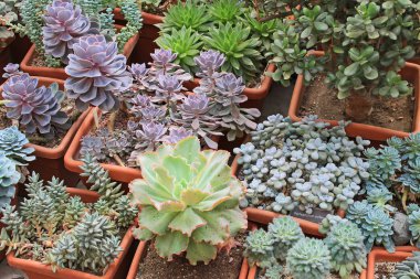 Kaktüsler ve serada sulu