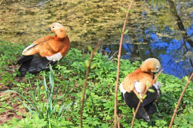 Kırmızı ördek yeşil su ile bir gölet kıyısında tüyleri temizler