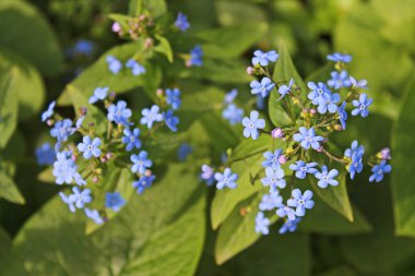Çim yakın çekim üzerinde Narin mavi bahar çiçekleri