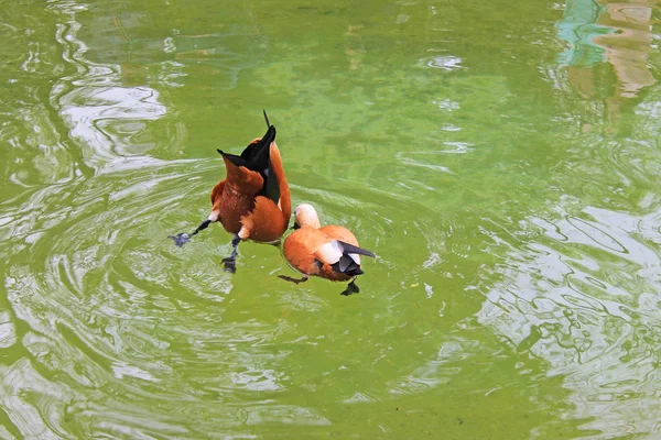 Two red ducks swim in a pond with bright green water in the Park
