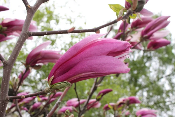 Gently pink buds of Magnolia flowers on the branches of a tree close-up on a spring day