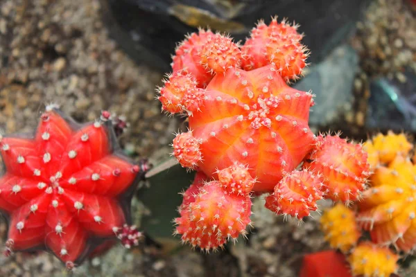 温室のサボテンと多肉植物 — ストック写真