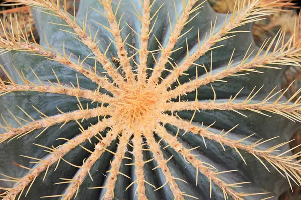 Large Green Cacti Needles Close — Stock Photo, Image