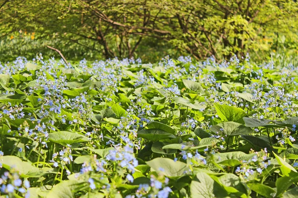 Rét Zöld Fűvel Kis Kék Virággal Fákkal — Stock Fotó