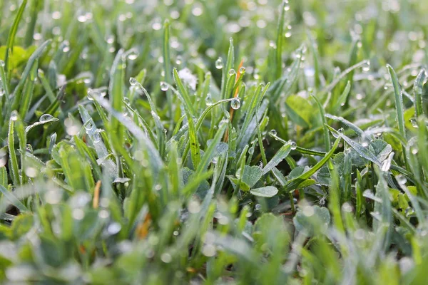 Green Grass Close Drops Morning Dew — Stock Photo, Image