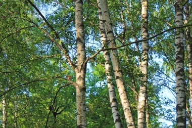 Güneşte erken ilkbahar sabahı Huş ağacı korusu