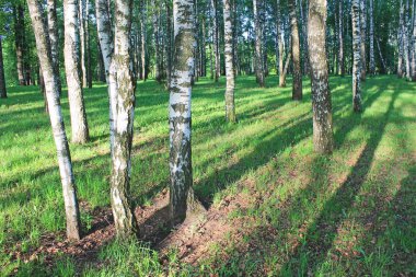 Güneşte erken ilkbahar sabahı Huş ağacı korusu