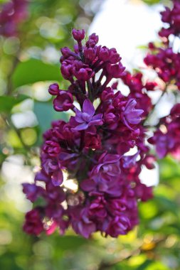 Leylak yakın çekim parlak kırmızı dalı