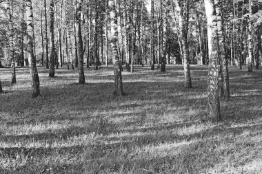 Güneşte erken ilkbahar sabahı Huş ağacı korusu