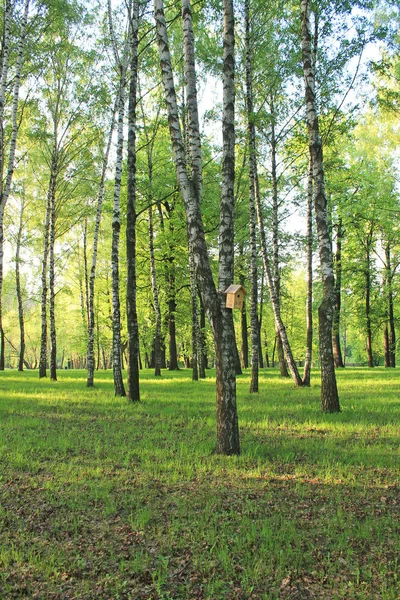 Δάσος Της Σημύδας Πρωί Της Άνοιξης Στον Ήλιο — Φωτογραφία Αρχείου