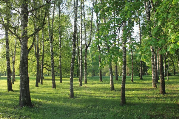 Güneşte erken ilkbahar sabahı Huş ağacı korusu