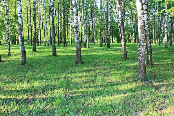 Güneşte erken ilkbahar sabahı Huş ağacı korusu