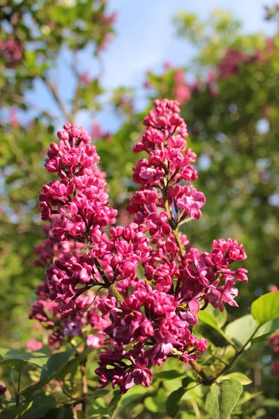 Branche Cramoisie Brillante Lilas Gros Plan — Photo