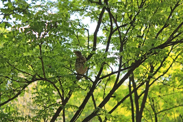 Śpiewanie Nightingale Gałęziach Drzewa Parku Wczesnym Rankiem Wśród Delikatnej Zielonej — Zdjęcie stockowe