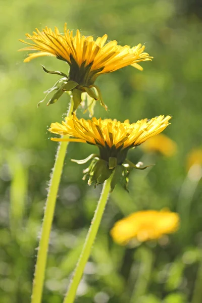 Yellow Dandelions Closeup Green Grass Background — Stock Photo, Image