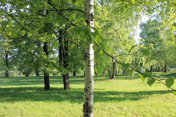 Birch Grove Early Spring Morning Sun — Stock Photo, Image