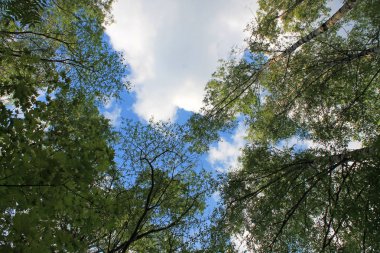 Mavi gökyüzü, bahar yeşil yaprakları ile ağaçların dalları ile parlayan