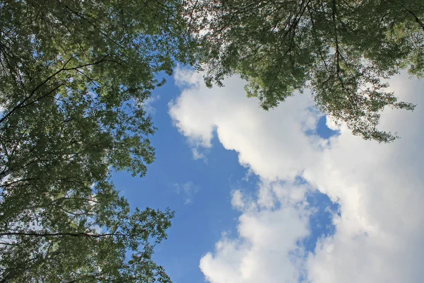 Céu Azul Brilhando Através Dos Ramos Das Árvores Com Folhas — Fotografia de Stock