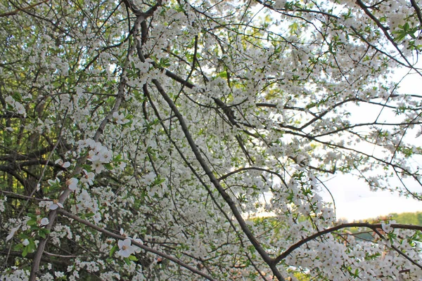 春に咲く白い花を持つりんごの枝 — ストック写真