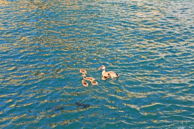 Ördek ler turkuaz suda süzülüyor