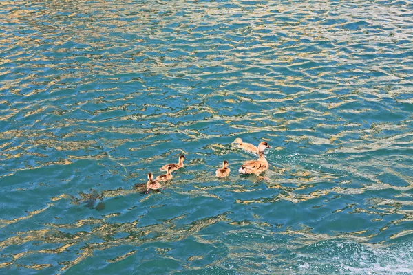 Ente Mit Entchen Schwimmt Auf Türkisfarbenem Wasser — Stockfoto