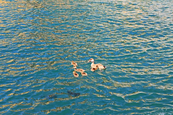 Canard Aux Canetons Flottant Sur Eau Turquoise — Photo