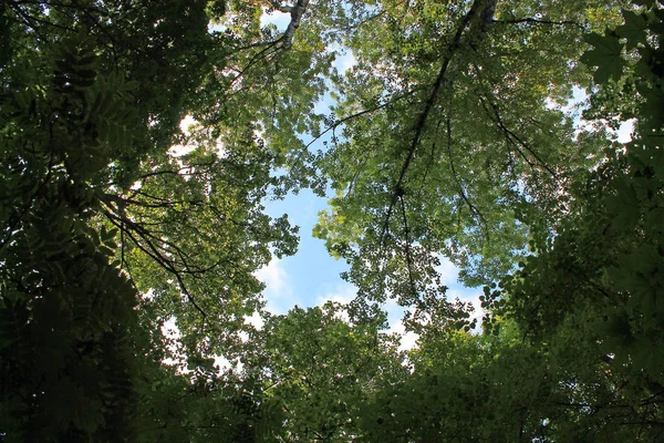 Canopy Hojas Verdes Árboles Contra Cielo Azul — Foto de Stock