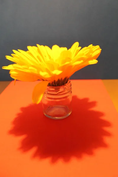 Bodegón Con Flores Sobre Fondo Colorido — Foto de Stock