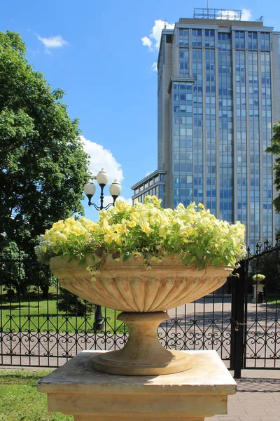 Panela Flores Com Flores Parque Verão — Fotografia de Stock