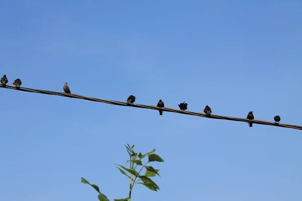 Una Bandada Pájaros Negros Alambre — Foto de Stock