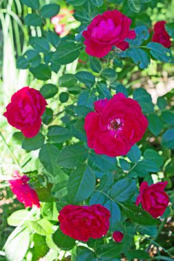 Yaz aylarında Park'ta çiçek yatakları yakın çekim