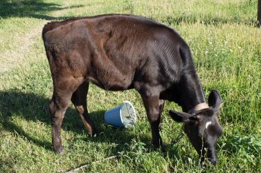 Bir yaz günü bir kovadan su içen siyah buzağı