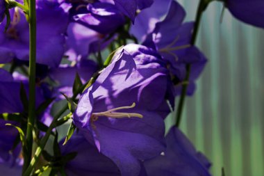 Yaz aylarında Park'ta çiçek yatakları yakın çekim