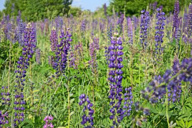 Mor çiçek lupins bir alan ile Yaz manzara