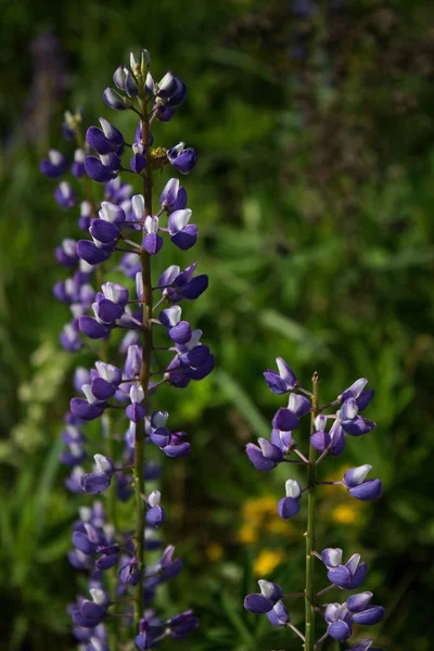 Paysage Estival Avec Champ Lupins Fleurs Violettes — Photo