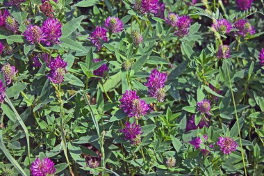 Yonca çiçekleri ve tüylü bumblebee ile Çayır