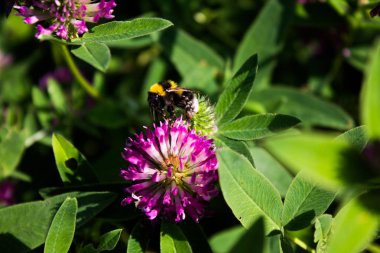 Yonca çiçekleri ve tüylü bumblebee ile Çayır