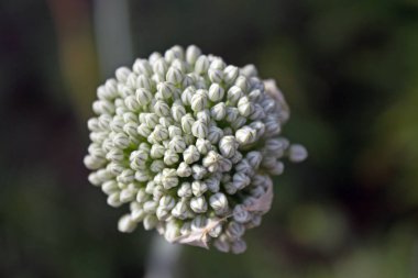 Soğan makro tohum başkanı