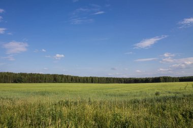 Berrak mavi gökyüzüne karşı yeşil çim ve ağaçlar ile güzel yaz peyzaj alanı