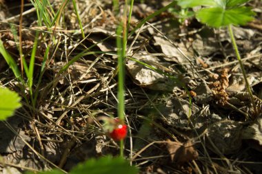 Açık bir yaz gününde çam ormanında olgun çilek toplama