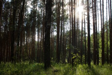 Bir çam ormanında yaz manzarası
