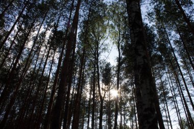 Bir çam ormanında yaz manzarası