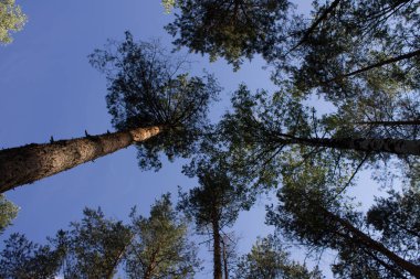 Mavi gökyüzü arka plan üzerinde çam ağaçlarının uzun gövdeleri ile Yaz manzara