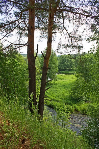 Φωτεινό Καλοκαιρινό Τοπίο Ποτάμια Και Πράσινα Φυλλοβόλα Δέντρα — Φωτογραφία Αρχείου