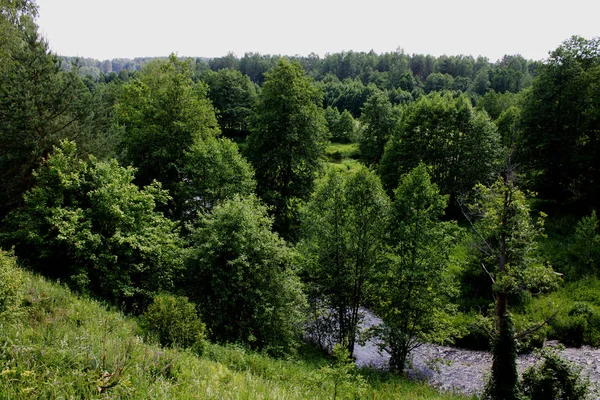 Яскравий Літній Пейзаж Річкою Зеленими Листяними Деревами — стокове фото